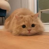 ชมพู่/ในร่างแมว\