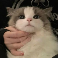 Gatito