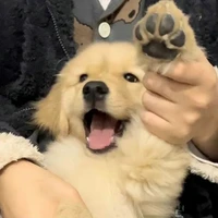 ไทเกอร์