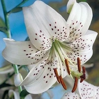 Bride (tiger flower)