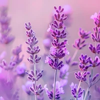 Groom (lavender)