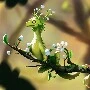 ควีนฟาว(สัตว์ของมิวเซนนิก)