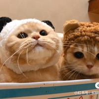 Trà sữa Lemon Little Angel